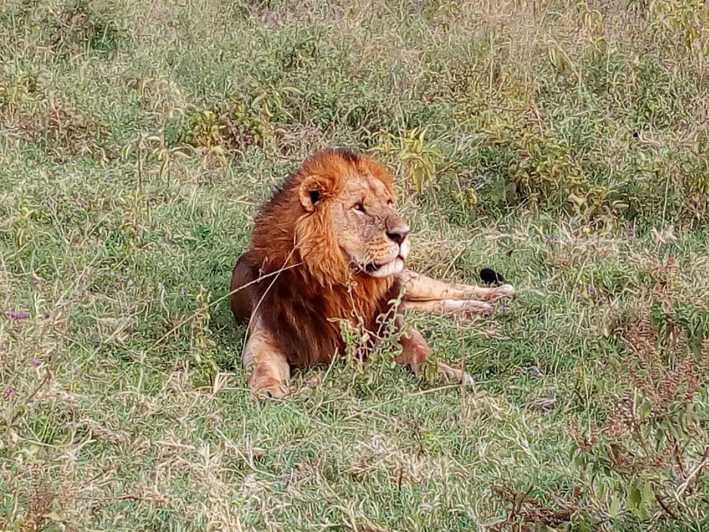 Arusha: 2 Günlük Lüks Serengeti Safari